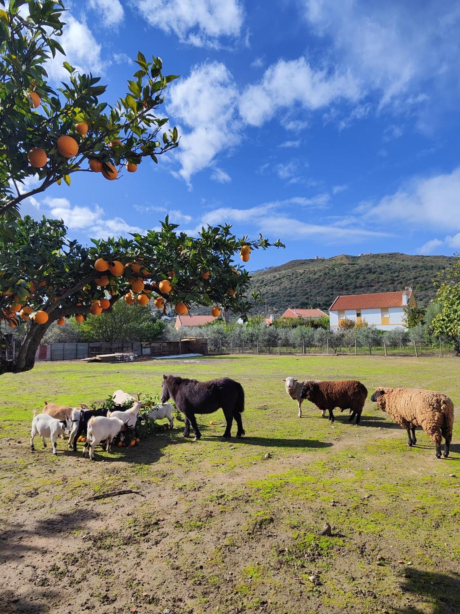 Quinta Da Ponte Das Hortas 3 Elvas Dış mekan fotoğraf