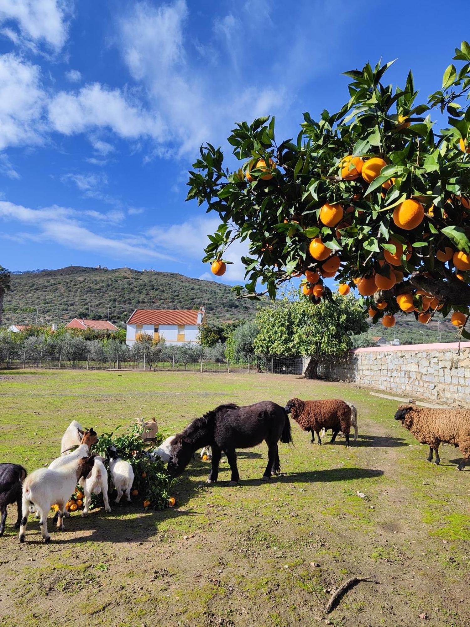 Quinta Da Ponte Das Hortas 3 Elvas Dış mekan fotoğraf